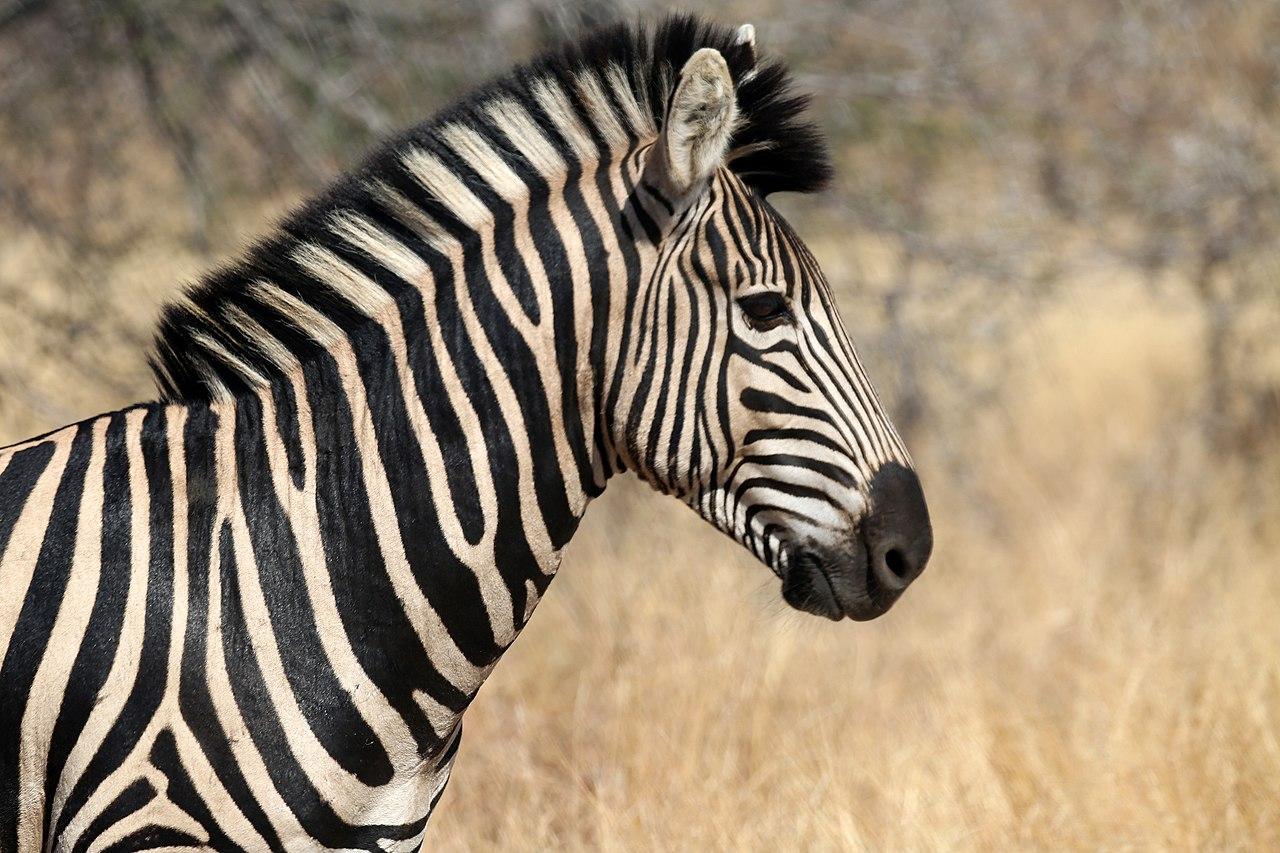 Mpumalanga, South Africa